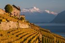 Lavaux von Robert Pfiffner 