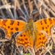 C-Falter Polygonia c-album