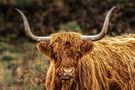 UK, Schottland, Isle of Mull by Frank Laumen