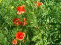 2022-10-03-Mohn by Maria Kohler