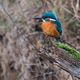 Eisvogel (Alcedo atthis)