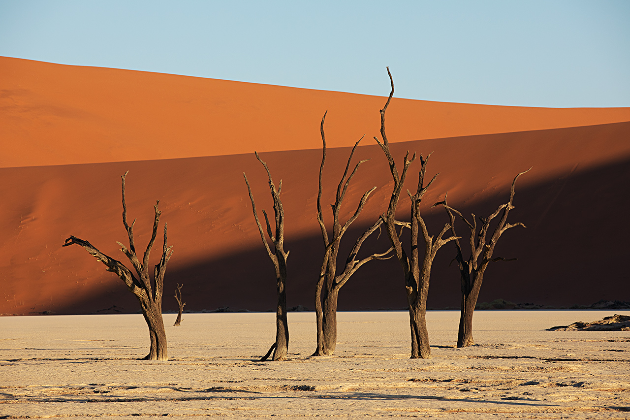 5(6) Bäume im Dead Vlei