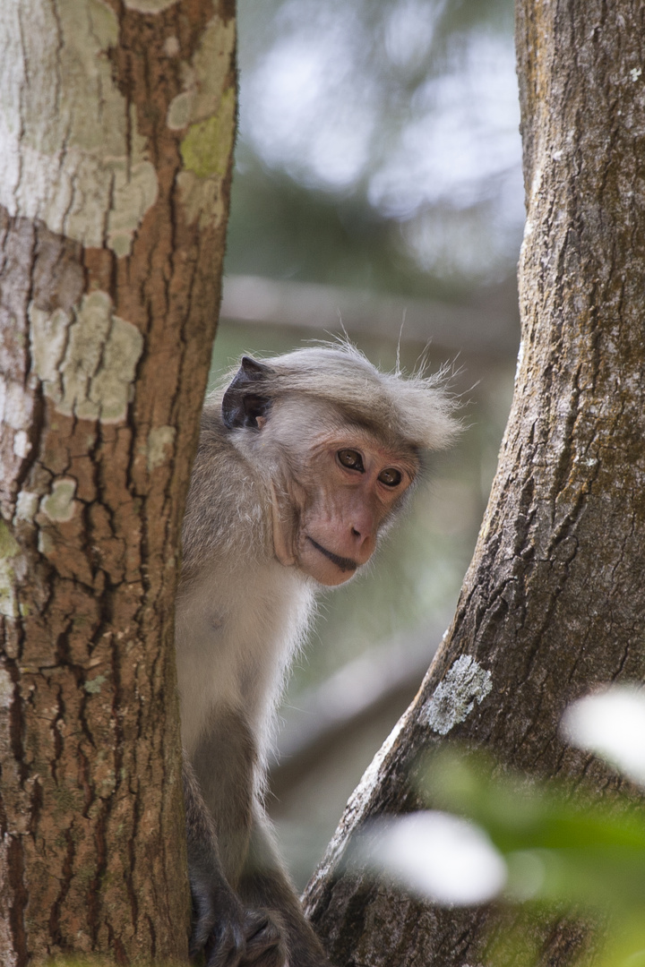 56 - Makaken Affe im Hochland um Kandy