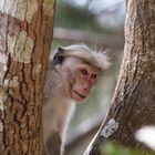 56 - Makaken Affe im Hochland um Kandy