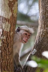 56 - Makaken Affe im Hochland um Kandy