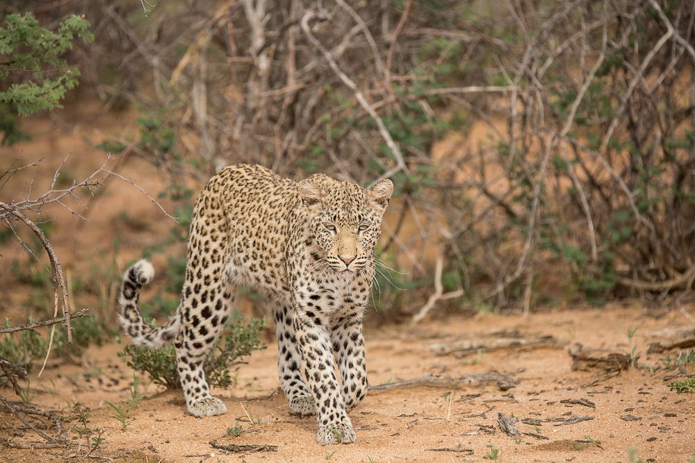 56 - Namibia - eine Leopardendame