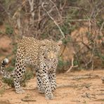 56 - Namibia - eine Leopardendame