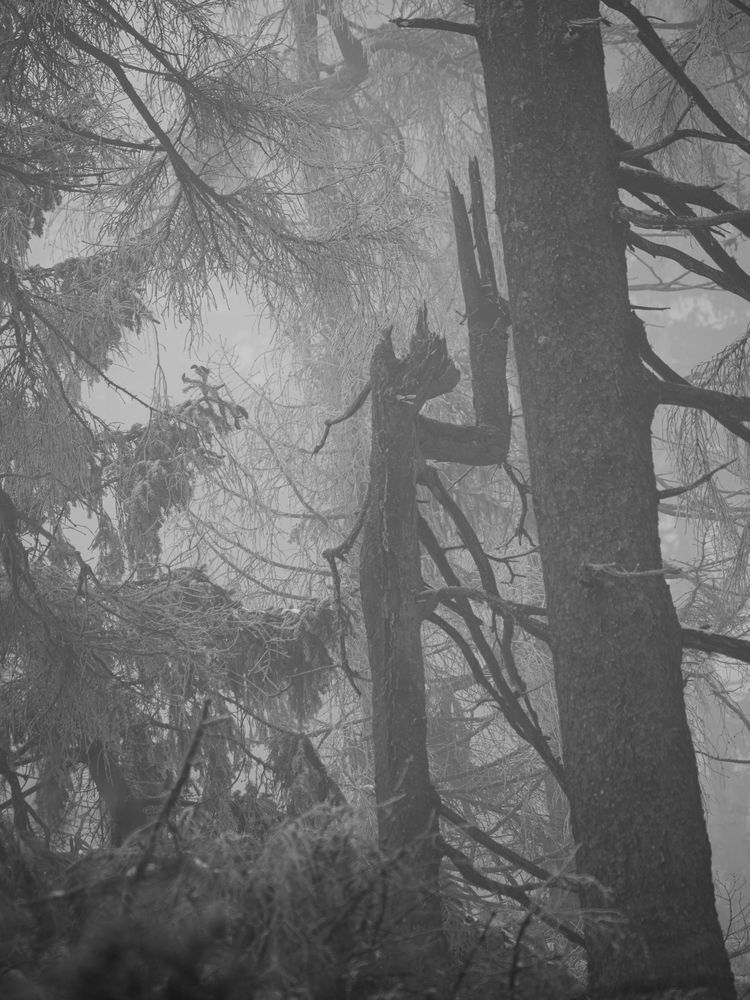 Ein Riese im Nebelwald von Otmar Schöller