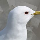 5634194 larus canus 