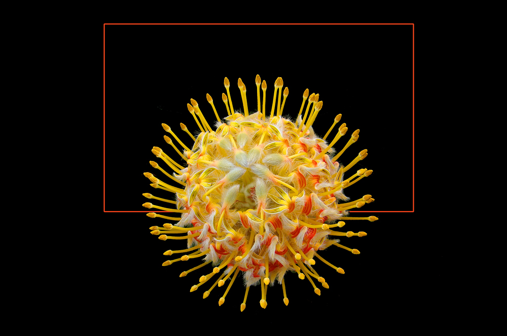 564 LEUCOSPERMUM