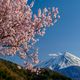 Mt. Fuji & Sakura