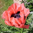 (566) türkischer mohn