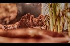 theraphosa stirmi von JulieS