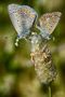 COPULACION ENTRE MARIPOSAS / COPULATION BETWEEN BUTTERFLIES de LLUIS Mª. MONNE MUNOA