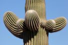 Saguaro im Nahbild von Niels Clemmensen 