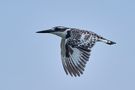 Flugbild vom Kingfisher by Jürgen Kopelke