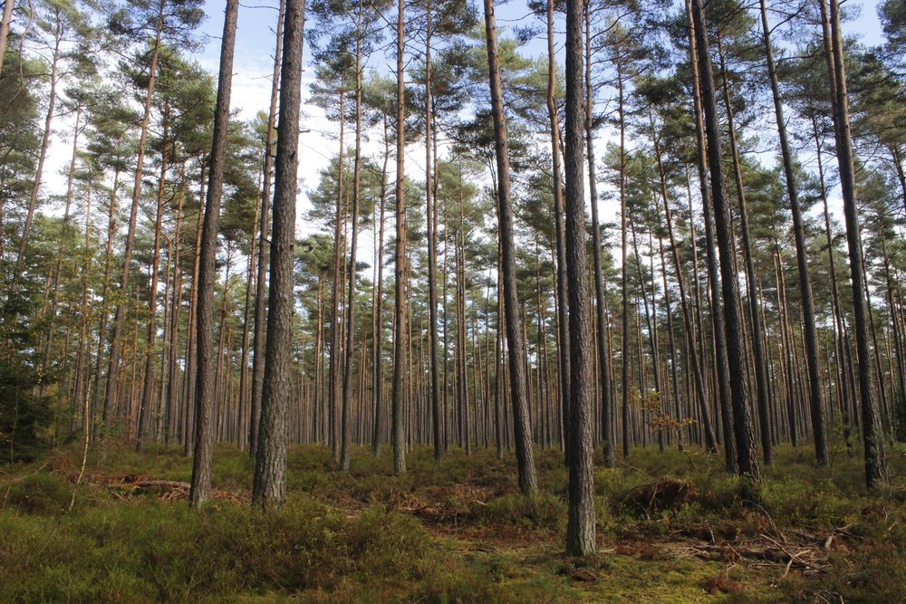 im Wald, el bosque, the forest von Wolfgang Schönitz 