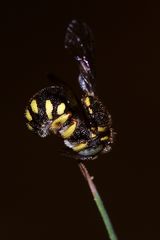 (5/7) Das Männchen einer Kleinen Harzbiene öffnet beim Wachwerden die Flügel ...