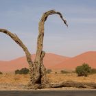 57 - Namibia - so ne alte Baumstubben