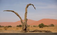 57 - Namibia - so ne alte Baumstubben