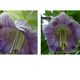 cobaea scandens