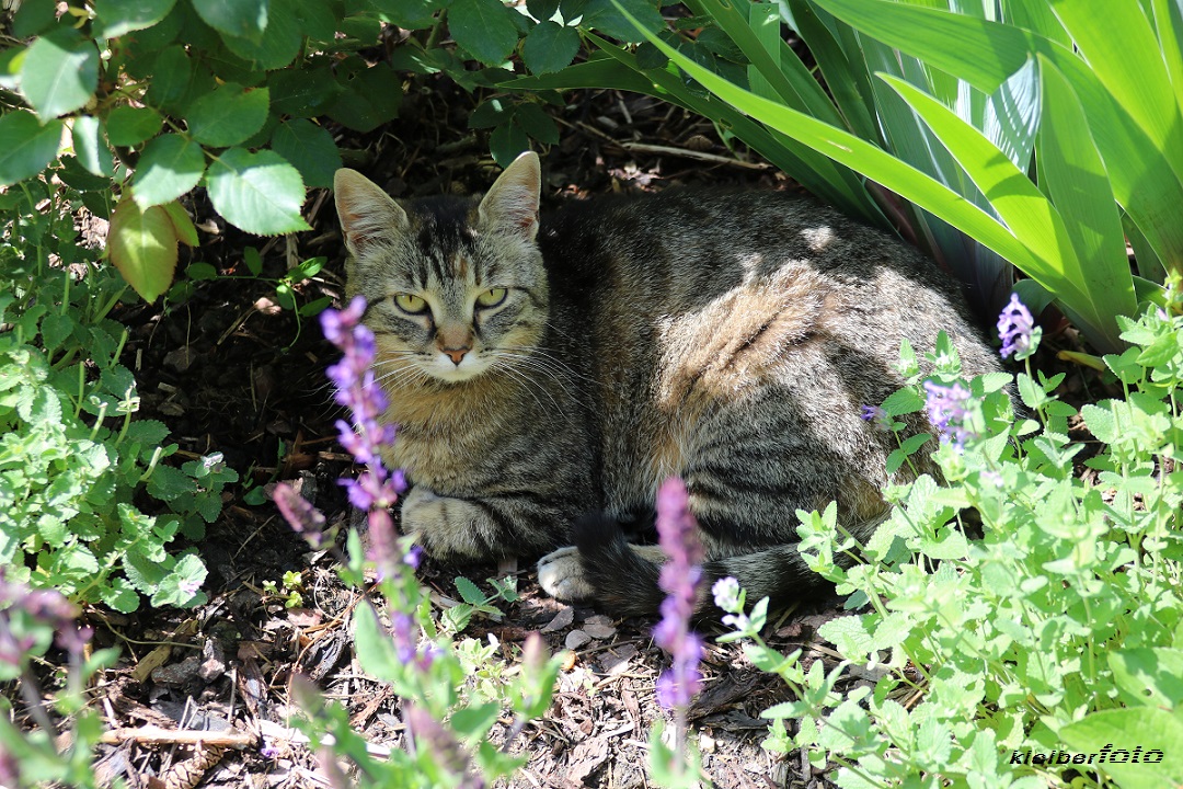 (571) stubentiger im blumenbeet 