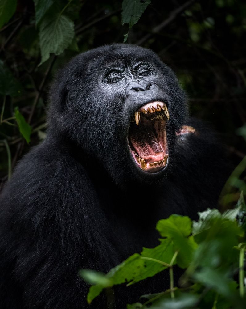 yawning gorilla in Bwindi Impenetrable National Park, Uganda von Marcel Gross