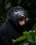 yawning gorilla in Bwindi Impenetrable National Park, Uganda von Marcel Gross