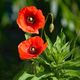 Mohn am Wegesrand