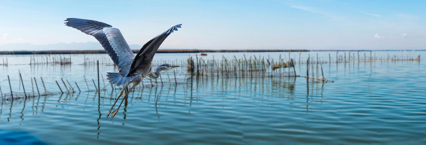 reiher im Flug von dietwal