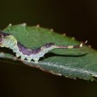 (5/8) Die Raupe des Espen-Gabelschwanzes (Furcula bifida)