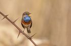 Blaukehlchen (Luscinia svecica)  di Benjamin Linder