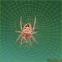 Araneus ( Clerck,1757 ) di GABRIELE FEBBO