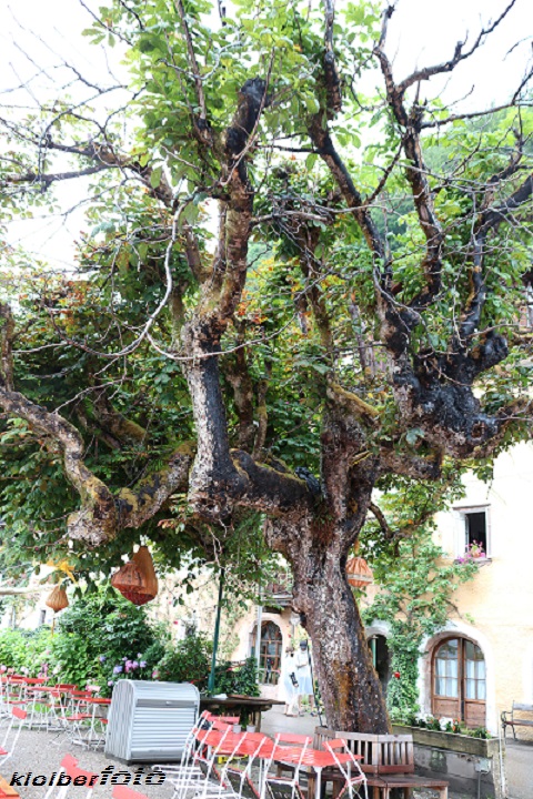 (587) alter baum im biergarten