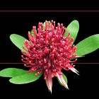 588 LEUCOSPERMUM