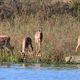 Impalas zwischen den Nilkrokodilen