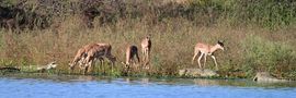 Impalas zwischen den Nilkrokodilen von Michael Kersten