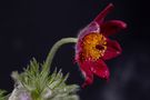 black pasqueflower von Kolbrich Robert