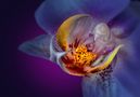 Orchide Macro von Ludvik Rajbar