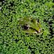 Frosch