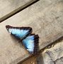 Blauer Morpho von Albert Kurth