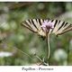 Papillon - Provence