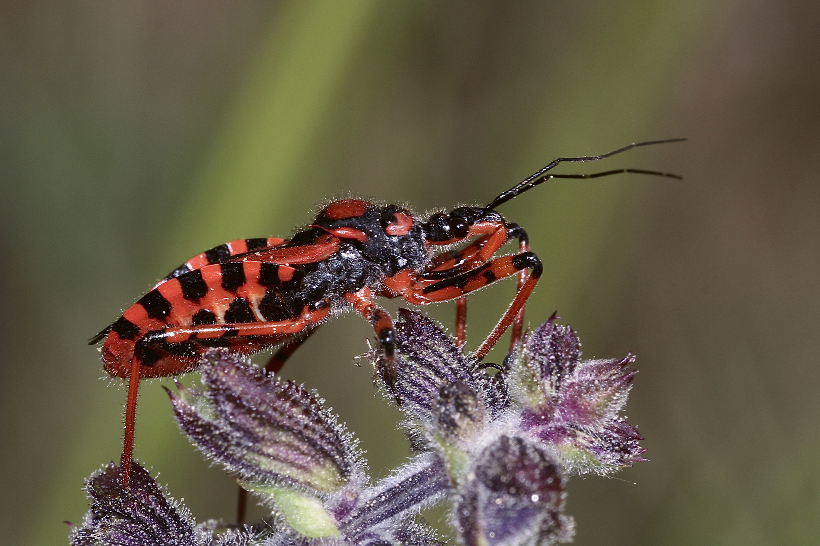 (5/9) Die Rote Mordwanze (Rhynocoris iracundus)