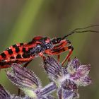 (5/9) Die Rote Mordwanze (Rhynocoris iracundus)