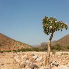 59 - Namibia - ein blühendes Bäumchen im Hochland