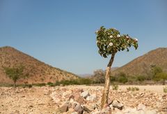 59 - Namibia - ein blühendes Bäumchen im Hochland