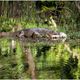 Caiman mit im Indiodorf gefangenem Huhn