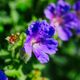 Frhlingsblumen in einem Bauerngarten