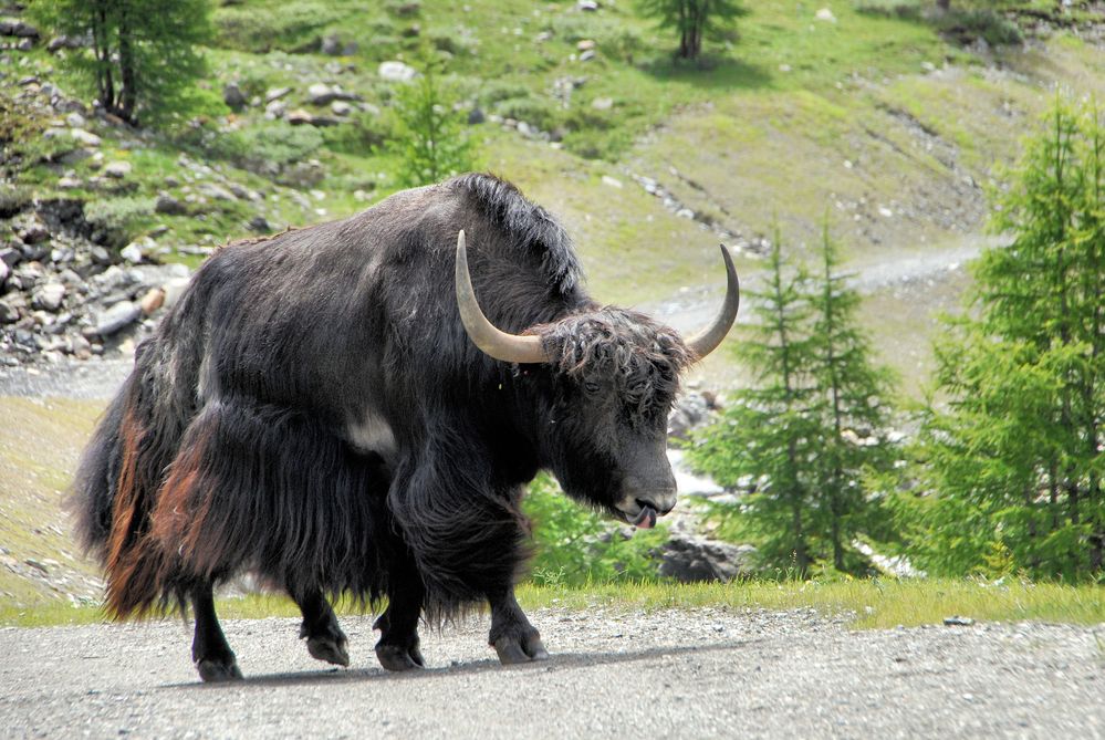 Yak bei Sulden/Südtirol von Karl Hu