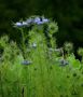 PETITES FLEURS BLEUES de BUBUL